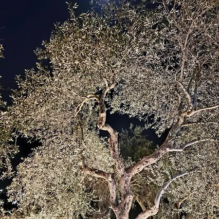 Sunny-hill Mjull-Bethore