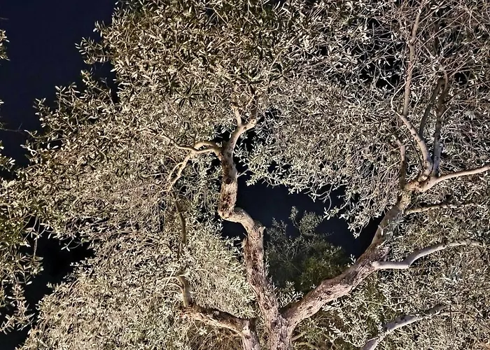 Sunny-hill Mjull-Bathore